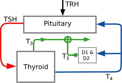 Mathematical modeling and simulation of thyroid homeostasis: Implications for the Allan-Herndon-Dudley syndrome